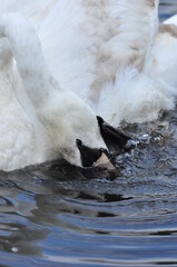 Mute swan swimming on the lake, river. A snow-white bird with a long neck, forming a loving couple...