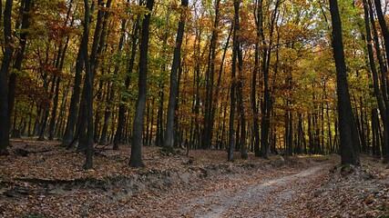 Obraz premium Pathway through autumn oak tree forest, colorful green to yellow and red leaves on trees, ground almost covered with fallen leaves. Afternoon sun is shinign above crowns.