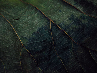 Close up and macro of leaf; fine details and very high-res for backgrounds.