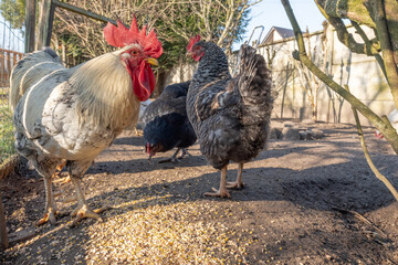 A rooster with hens eat grain.