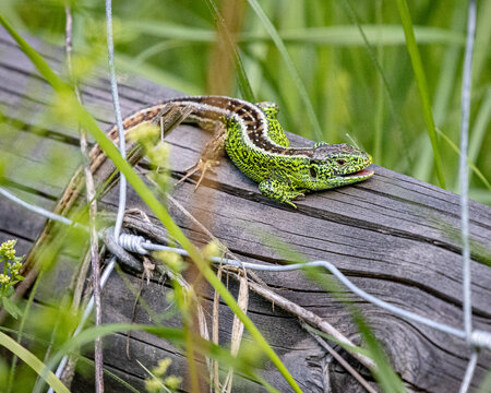 m&auml;nnliche Zauneidechse auf einem Holzzaun