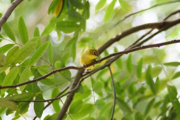 bird