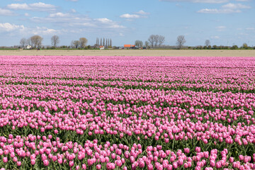 A flower field  with pink tulips in full bloom in spring at Goeree-Overflakkee in Holland.