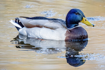 Männliche Stockente mit blauem Kopf Gefieder