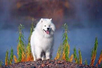 Fototapeta premium a beautiful white Samoyed dog in the autumn forest