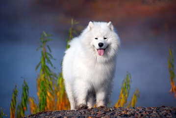 a beautiful white Samoyed dog in the autumn forest - 483697372