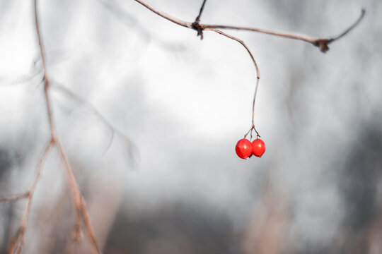 Jarzębina o poranku podczas zimy