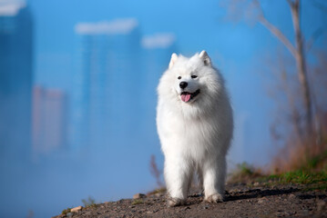 a beautiful white Samoyed dog in the autumn forest