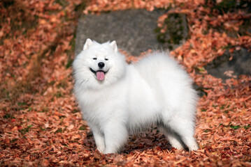Fototapeta premium a beautiful white Samoyed dog in the autumn forest