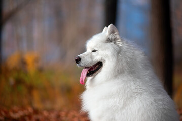 Fototapeta premium a beautiful white Samoyed dog in the autumn forest