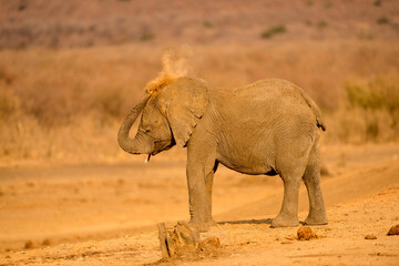 A horizontal photograph of a young baby elephant taking a dust bath, spraying dust onto its back...