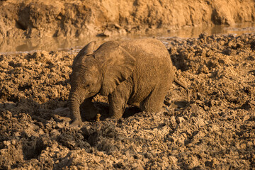 A horizontal photograph of a young wet elephant at sunset, with all its legs stuck in mud in a watering hole, Madikwe Game Reserve, South Africa