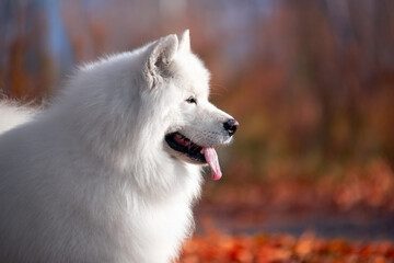 a beautiful white Samoyed dog in the autumn forest