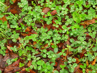 秋の公園の雨に濡れるクローバー