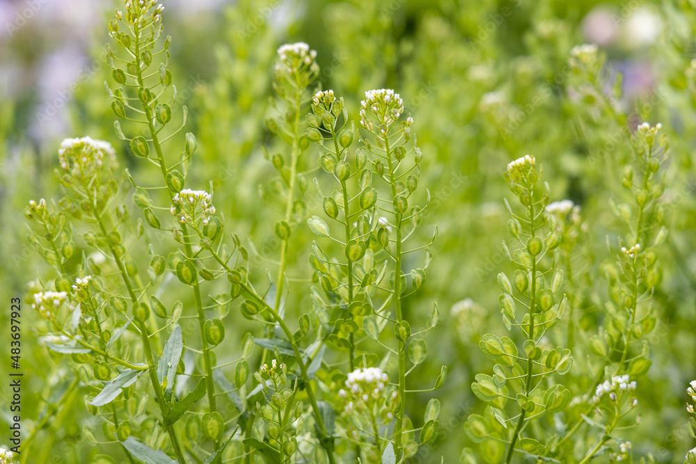 Wall mural horizontal texture of green field pennycress or thlaspi arvense