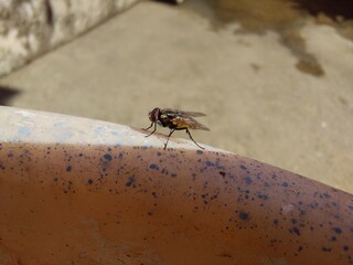 Fly sitting on a wall or cement floor