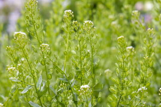 Horizontal texture of green Field pennycress or Thlaspi arvense