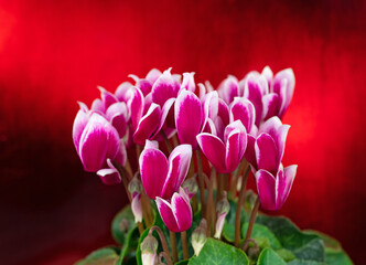 Alpenveilchen, Cyclamen persicum, vor rotem Hintergrund