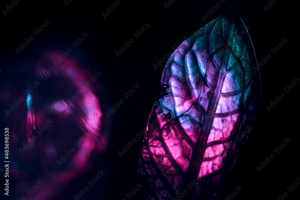 Aufkleber close up beautiful leaf in green colored light. minimalism surreal style concept. black background p