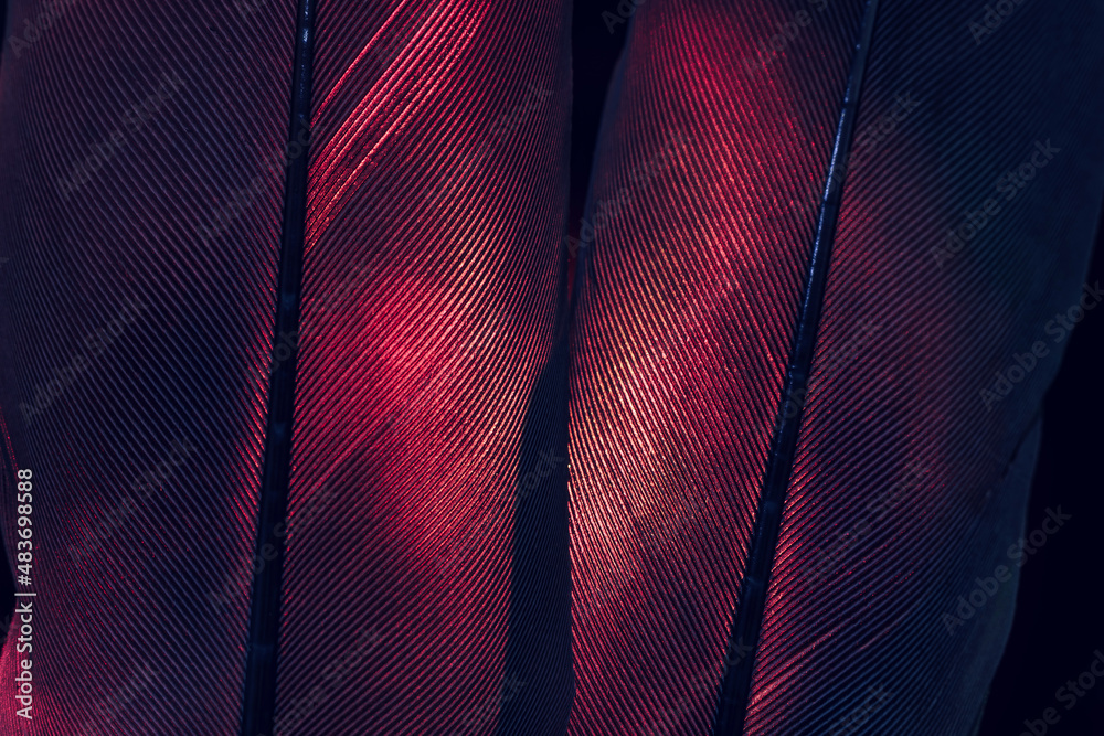 Aufkleber Bird red feather. Beautiful background texture pattern for design. Macro photography view..