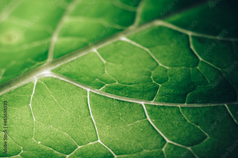 Poster Beautiful leaf on a black pattern background texture for design. Macro photography view...