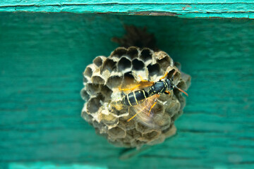 False Wasp (Dolichovespula adulterina, D. arctica) Altai mountain meadows. Wasp laid egg in host...