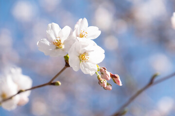 Cherry Blossoms