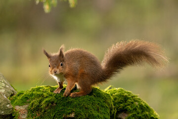 Red Squirrel (sciurus vulgaris) with bushy tail near Hawes in the Yorkshire Dales, England. Wild cute fluffy animal but an endangered species. 