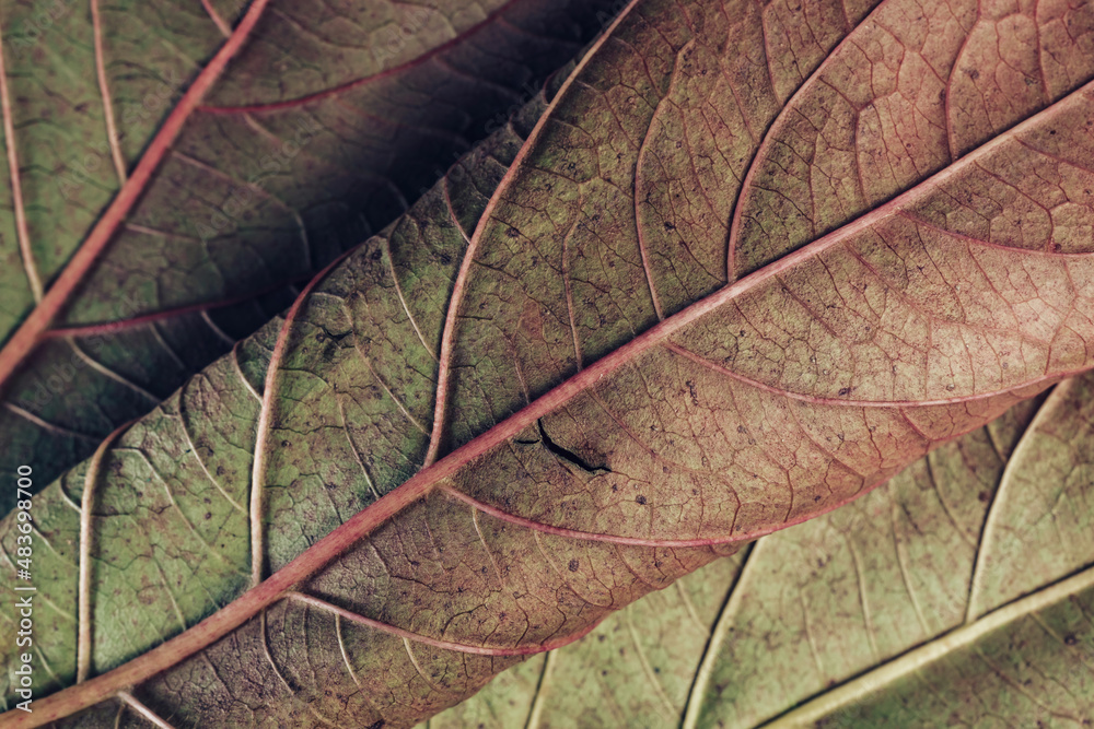 Poster Beautiful leaf teture pattern background for design. Macro photography view.