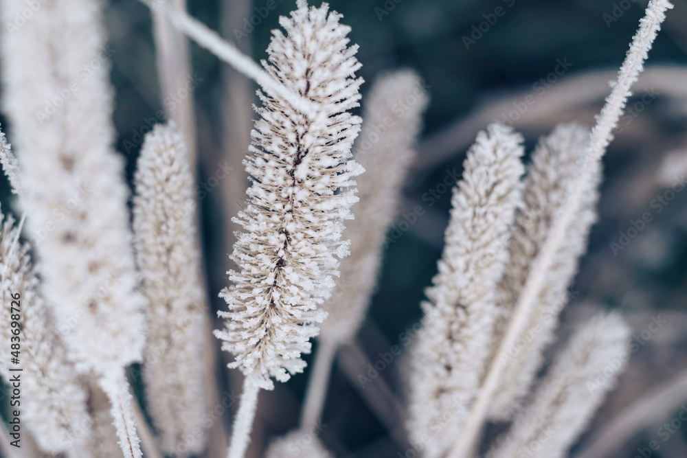 Leinwandbilder close up frozen wild grass of a wild greater. nature background pattern texture for design.
