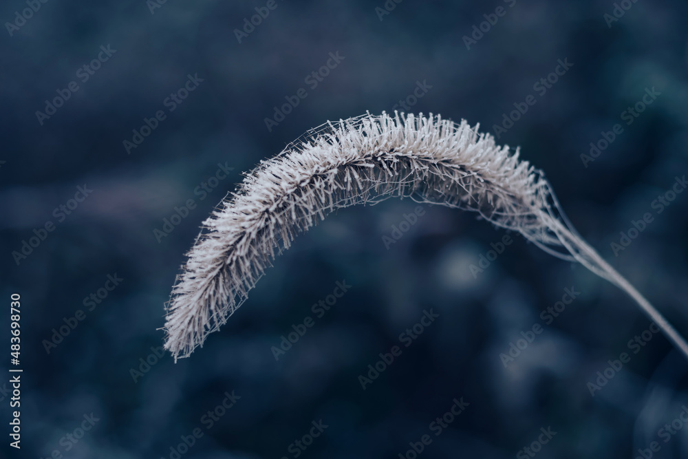 Leinwandbilder close up frozen wild grass of a wild greater. nature background pattern texture for design.