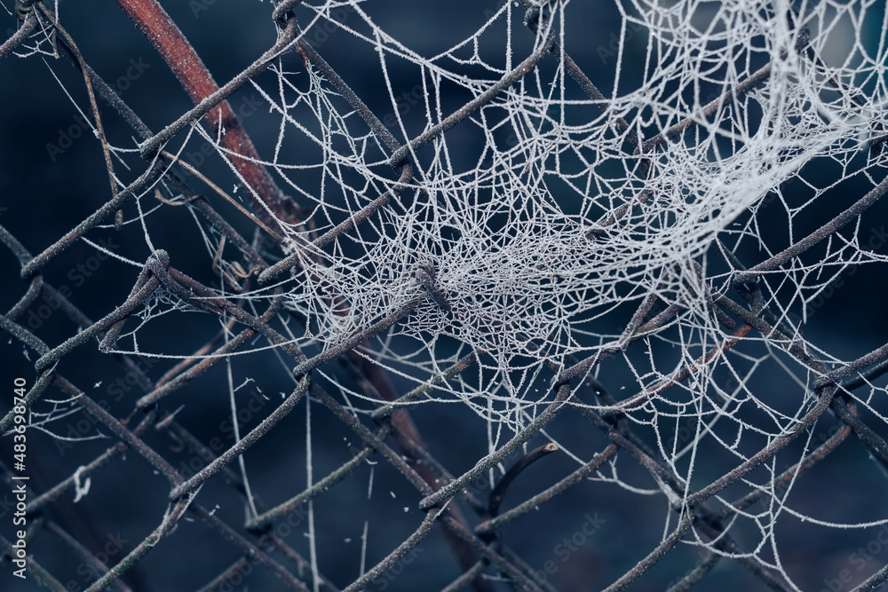 Aufkleber Frozen spider web background winter. Frozen nature. A cobweb on the grass in a woods covered by iced frost..