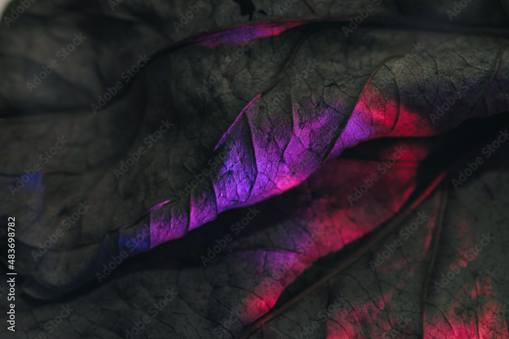 Fototapete close up beautiful abstract leaf in neon light. minimalism modern style concept. background pattern 