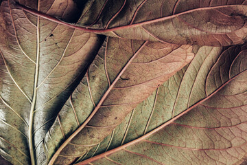 Beautiful leaf teture pattern background for design. Macro photography view.