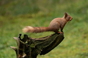 Red Squirrel (sciurus vulgaris) with bushy tail near Hawes in the Yorkshire Dales, England. Wild cute fluffy animal but an endangered species. 