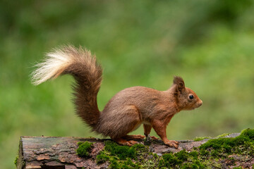 Red Squirrel (sciurus vulgaris) with bushy tail near Hawes in the Yorkshire Dales, England. Wild cute fluffy animal but an endangered species. 