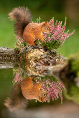 Red Squirrel (sciurus vulgaris) with bushy tail near Hawes in the Yorkshire Dales, England. Wild cute fluffy animal but an endangered species. 