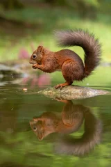 Tableau sur aluminium  Red Squirrel (sciurus vulgaris) with bushy tail near Hawes in the Yorkshire Dales, England. Wild cute fluffy animal but an endangered species.   © Chris Chambers