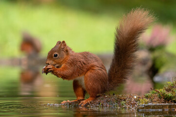 Red Squirrel (sciurus vulgaris) with bushy tail near Hawes in the Yorkshire Dales, England. Wild cute fluffy animal but an endangered species. 