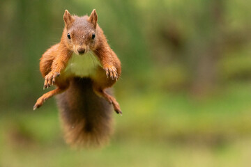 Red Squirrel (sciurus vulgaris) with bushy tail near Hawes in the Yorkshire Dales, England. Wild cute fluffy animal but an endangered species. 