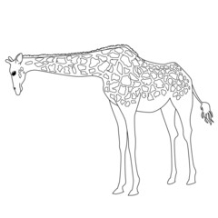 キリン　線画　シンプル　リアル　モノクロ　イラスト