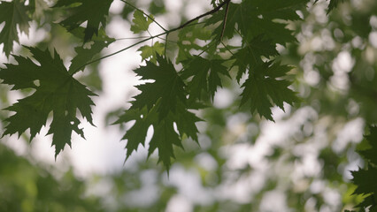 maple leaves with sun leaks