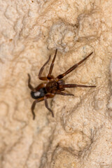 Macro image of a jumping spider, called Plexippus paykulli, on a white wall, Ruse, Bulgaria.
