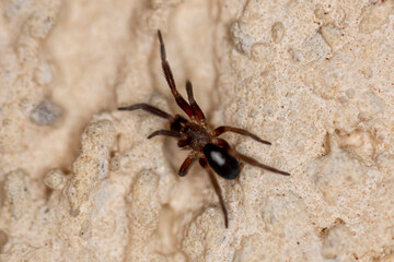 Macro image of a jumping spider, called Plexippus paykulli, on a white wall, Ruse, Bulgaria.