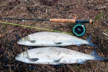 White fish caugth on fly rod