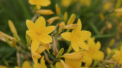 Fototapeta na wymiar yellow Daylily Hemerocallis flower closeup