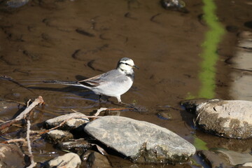 水辺の鳥。ハクセキレイ。