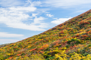栗駒山の最盛期の紅葉