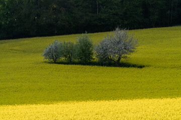 Rape field or Rapeseed Brassica napus in summer under the sunlight