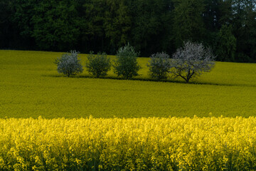 Obraz premium Rape field or Rapeseed Brassica napus in summer under the sunlight
